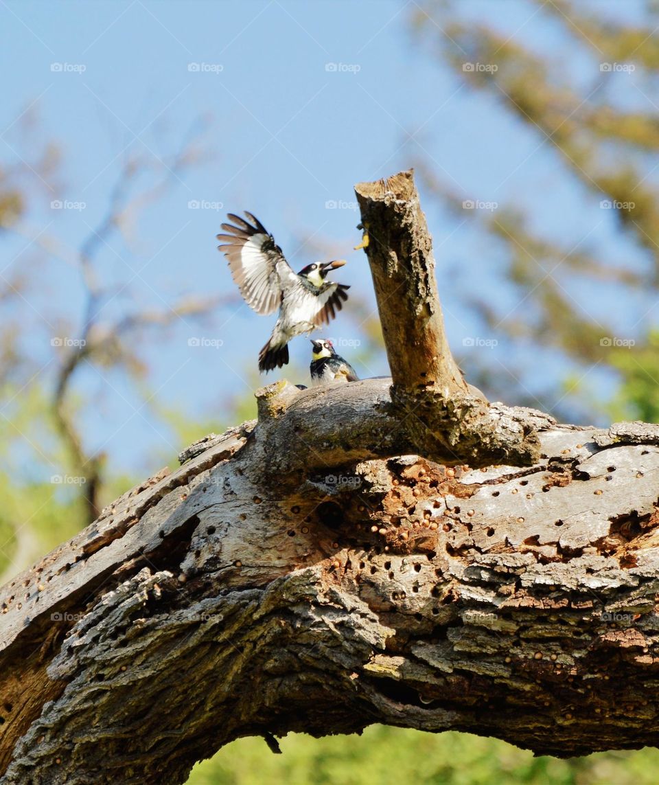 for the  love of bird watching as a redheaded woodpecker stores nuts for the winter in a tree
