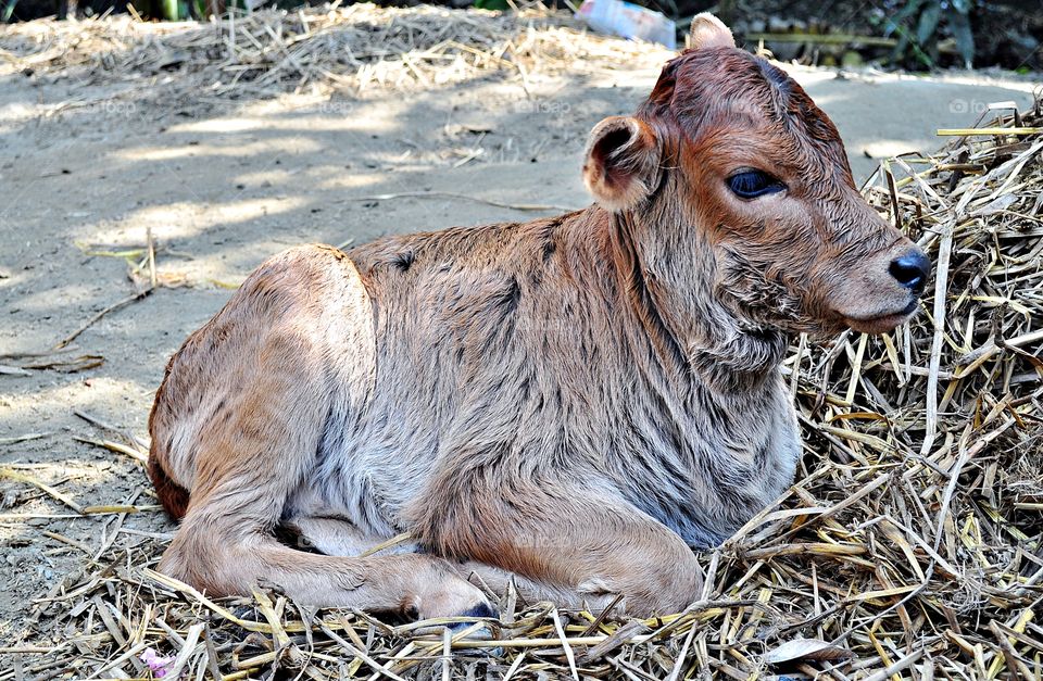 baby cow