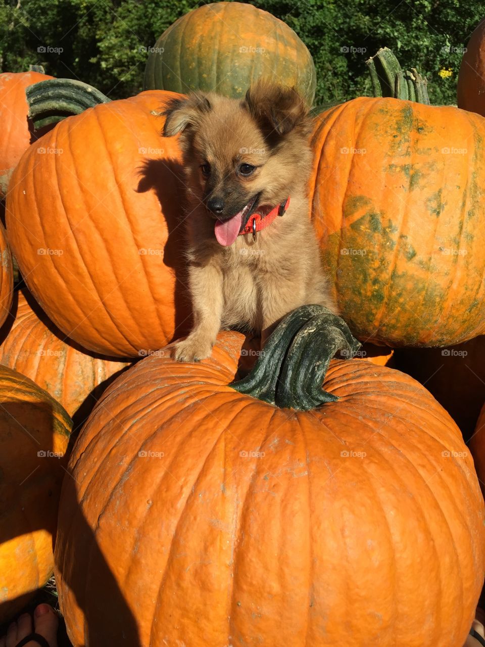 Pumpkin, Halloween, Fall, Thanksgiving, Gourd