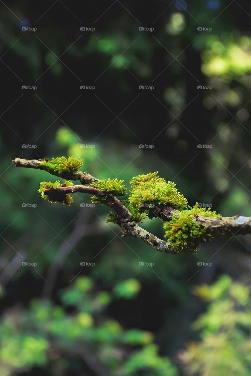 a photo showing the green moss object in the thick forest.