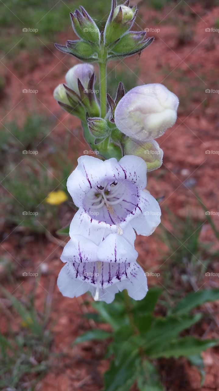 penstemon