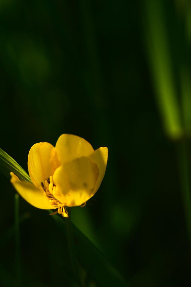 Yellow meadow flower