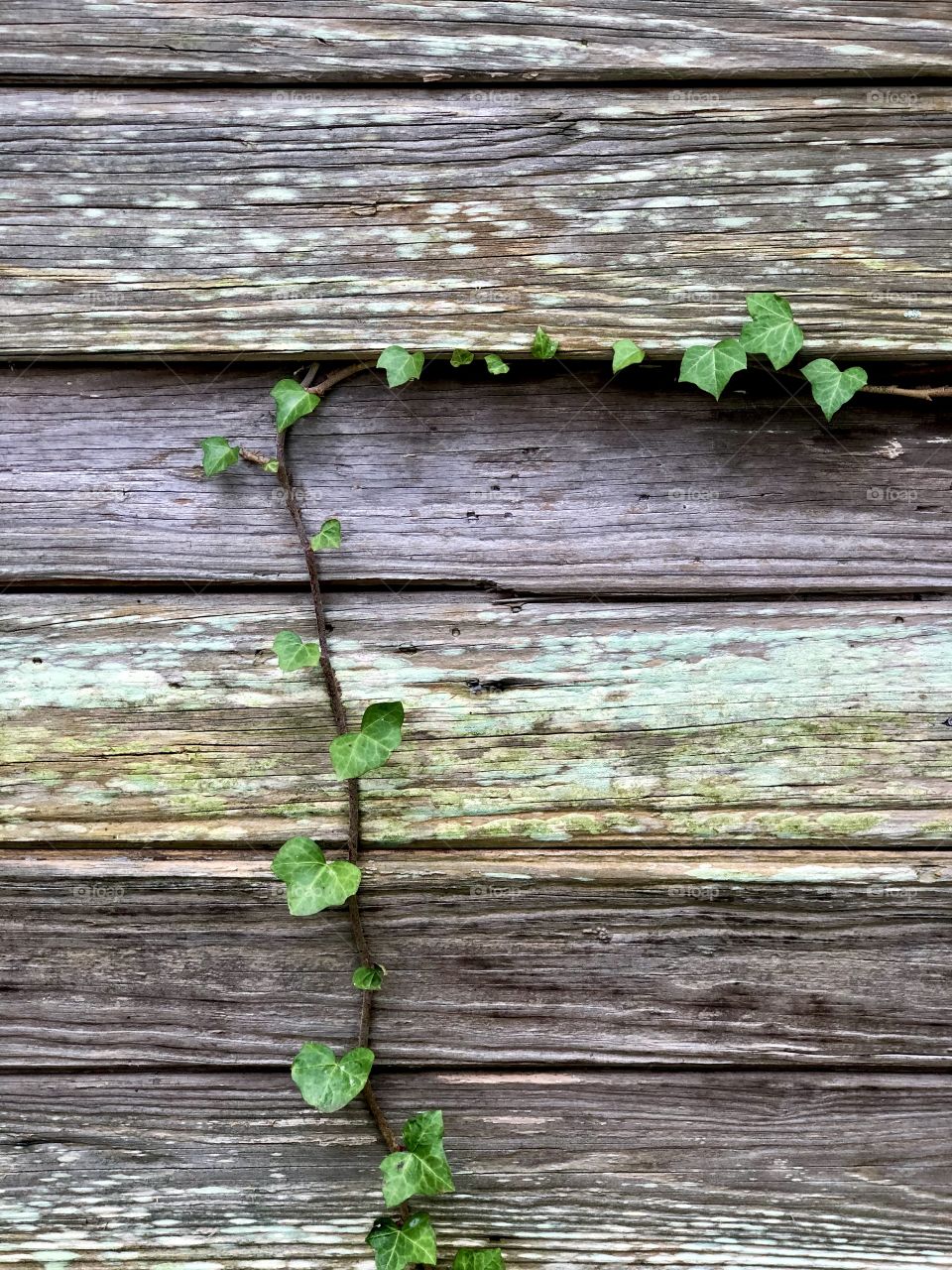 Creeping vine on weathered old siding 