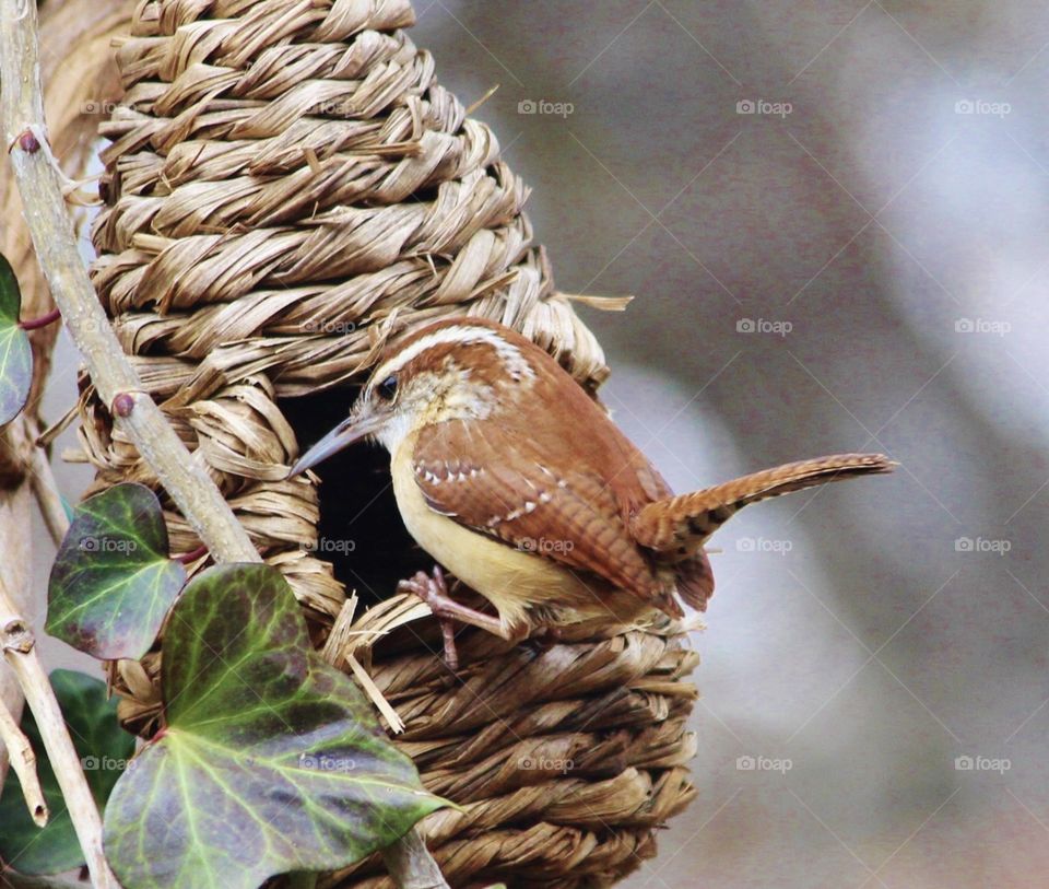 Carolina Wren