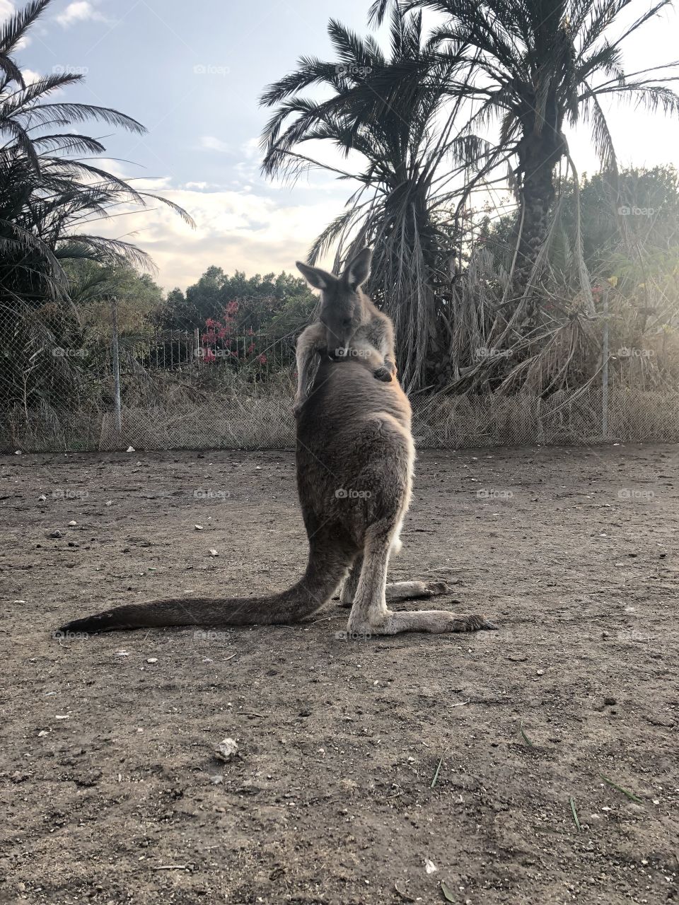 Kangaroo 
