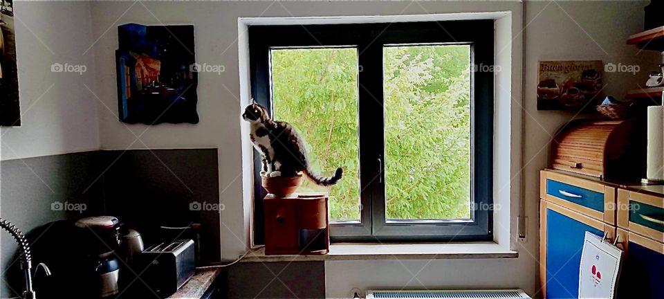 This is the kitchen window of the house in „Bavaria“, Germany looking out onto the front yard and garden. A kitty cat is sitting on top of the grain mill curious about what yummies may lie hidden somewhere in this place. 2023. Hypnotic Productions