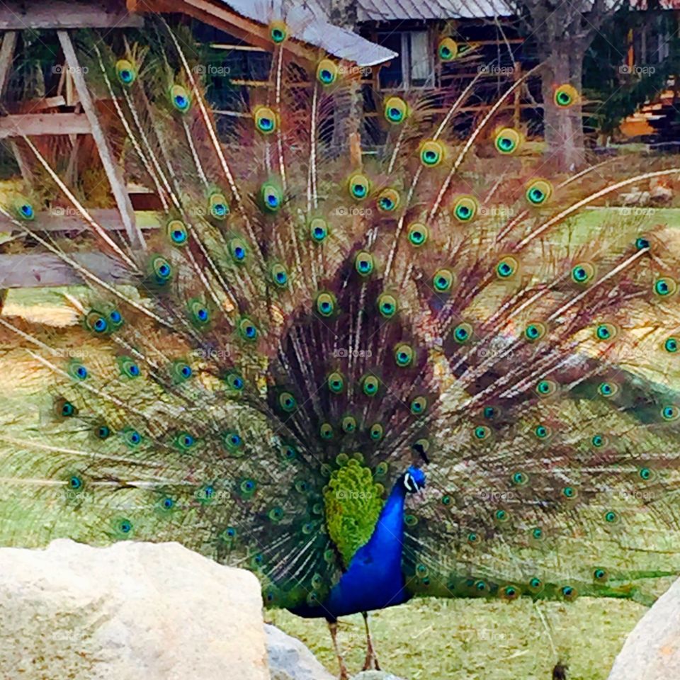 Peacock. Peacock showing his feathers
