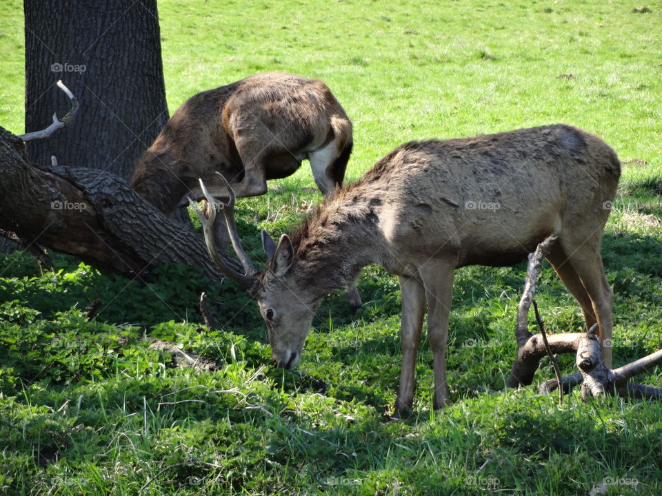 deers in local park