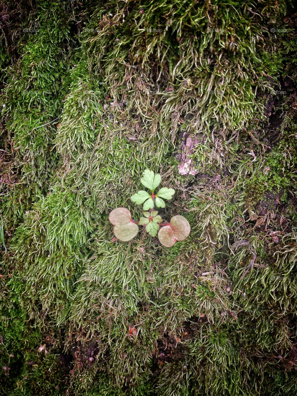 flora