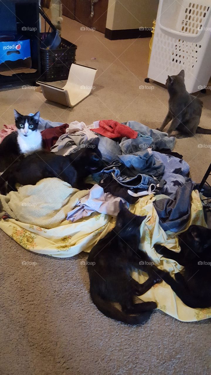 kitty cats helping with laundry
