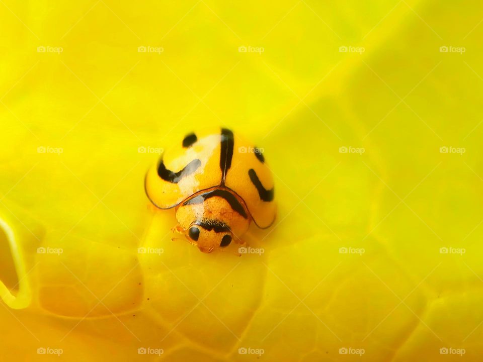 Yellow Lady bug