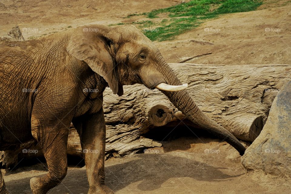 African Elephant