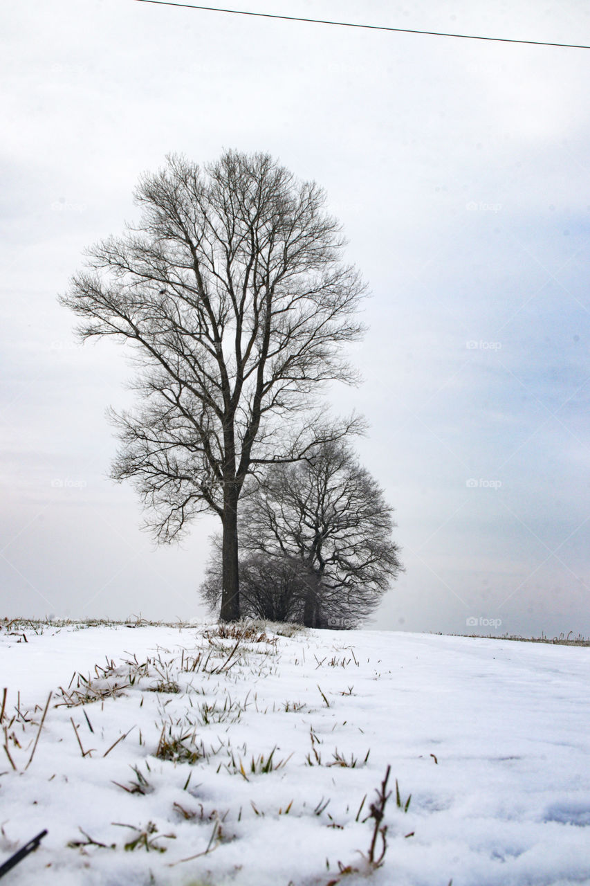 frei stehend Baum Gruppe vor Himmel blau Grau im Schnee bedekten Feld.