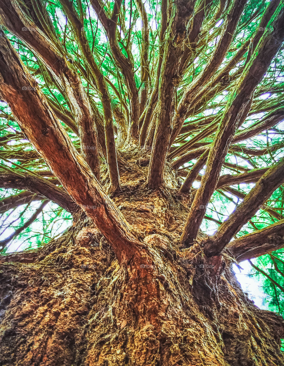 A view straight up a redwood pine tree, through its strong branches to its green foliage above.