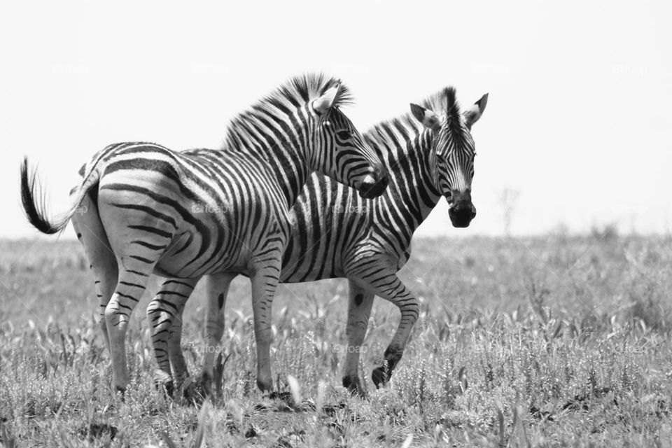 zebras black and white