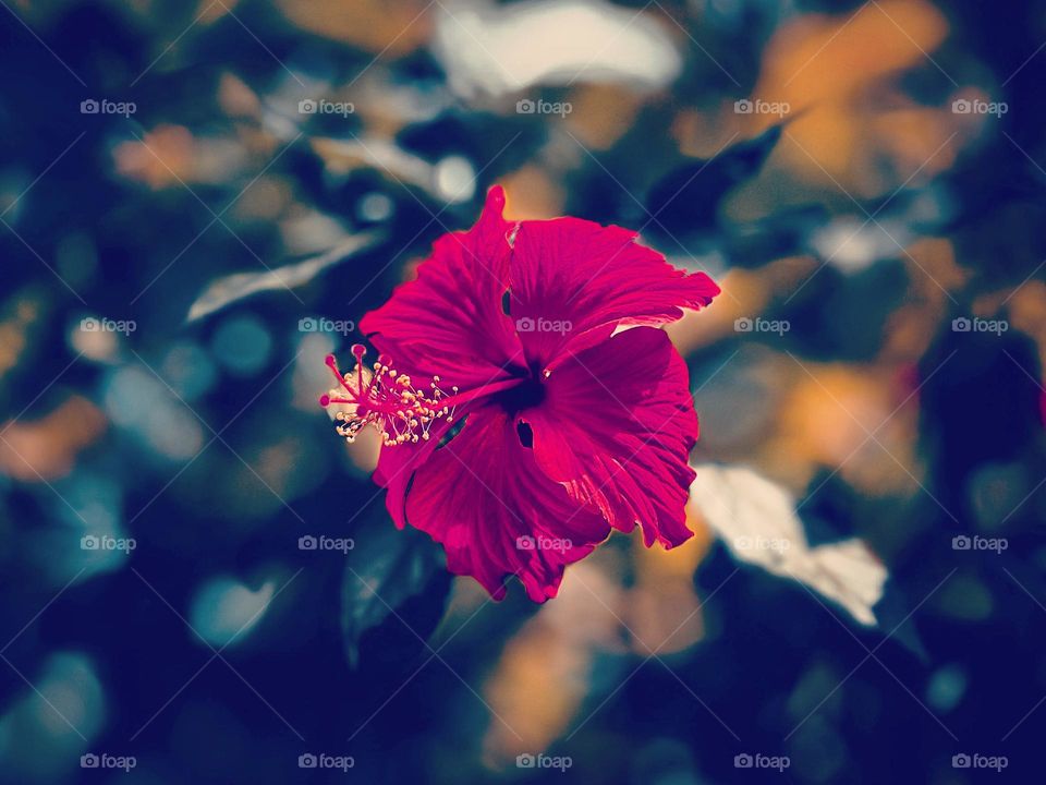 Floral photography - Hibiscus - Color full