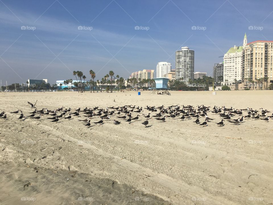 Wildlife on a beach