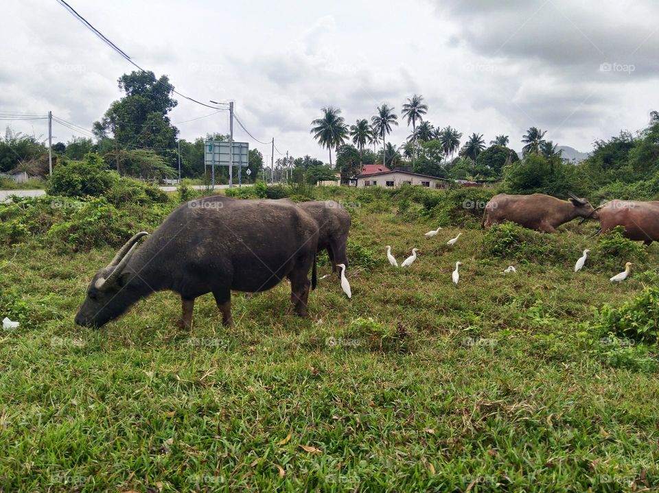 Buffalo, cows...