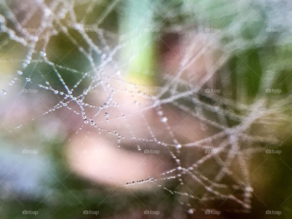 Macro spider web with dew drops 