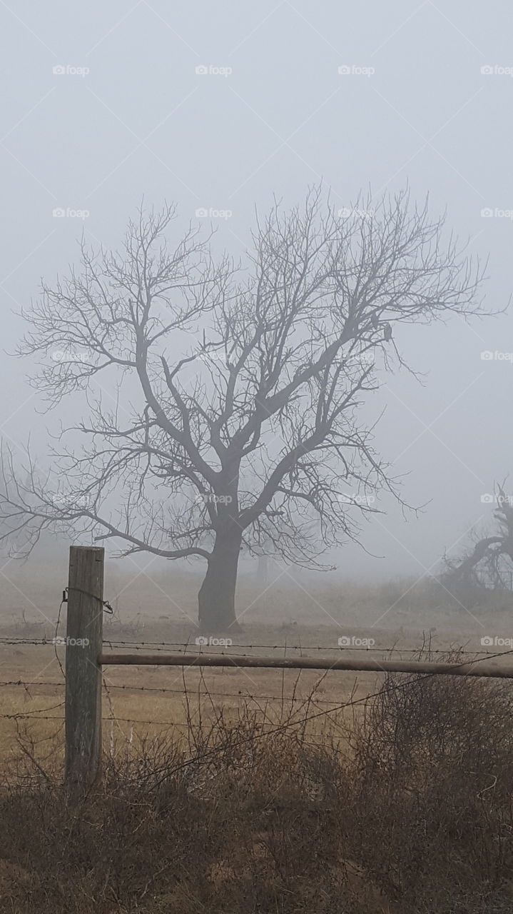 foggy tree