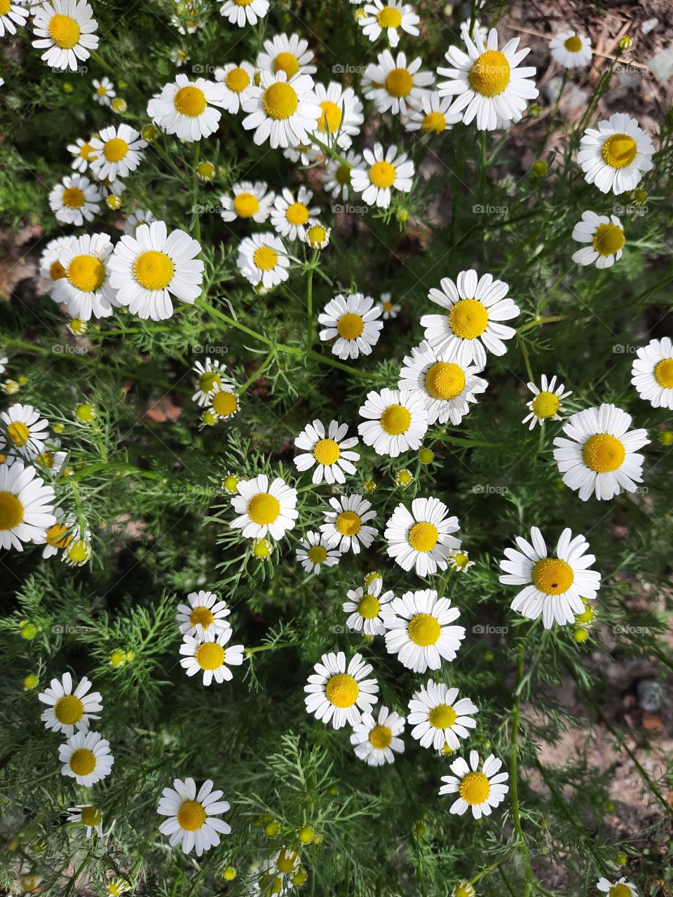 chamomile flowers . circle shape in nature