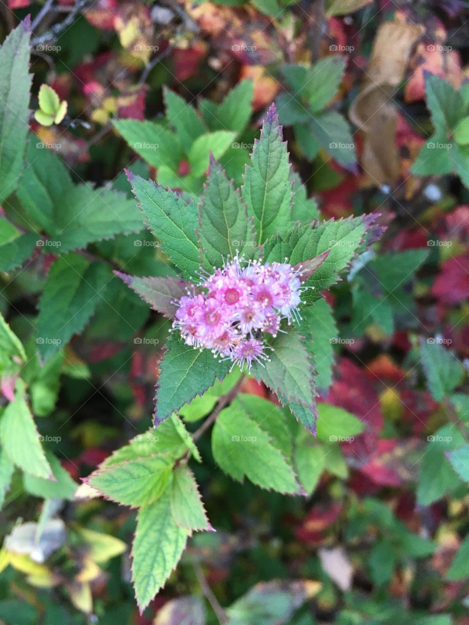 Autumn flowers 