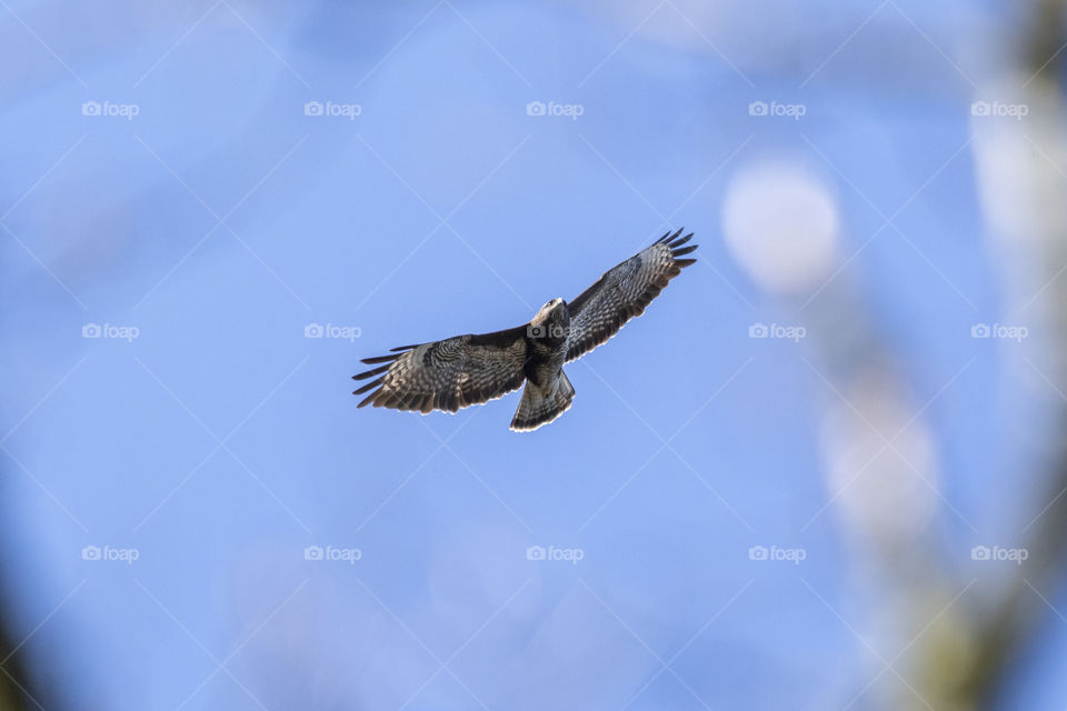 a portrait of a buzzard flying through the air scouting for food above a forest. the bird of prey has its wines wilde open.