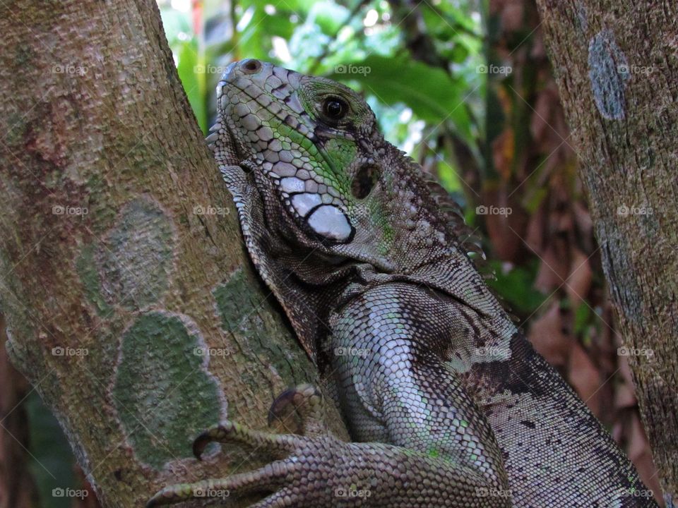 Close-up of a chameleon on tree branch