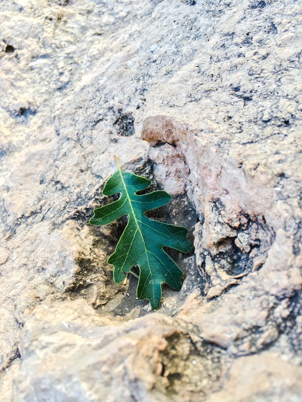 Oak leaf on rock