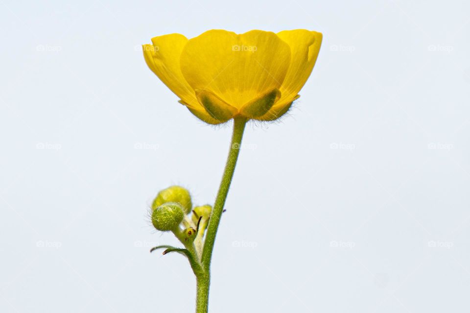 Yellow buttercup