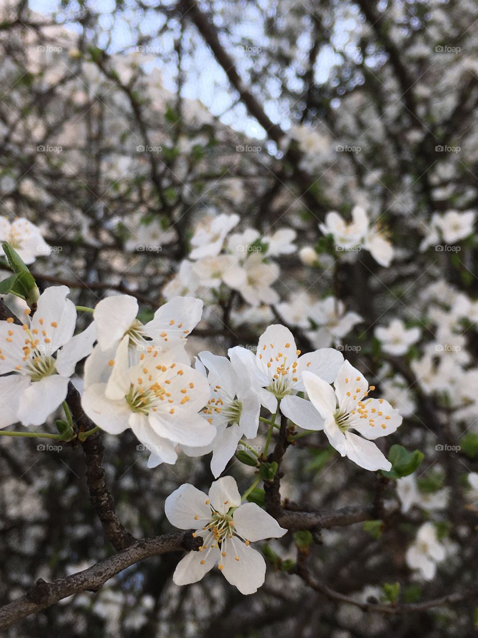 White spring flowers blossom