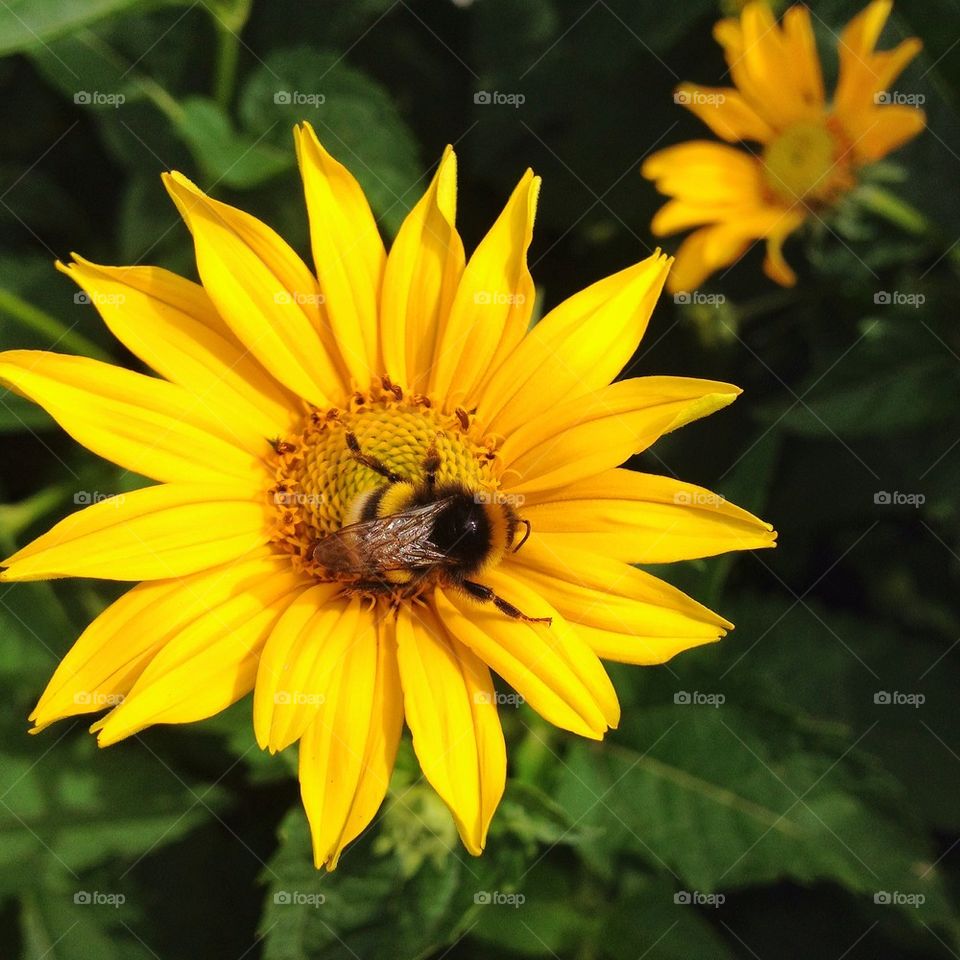 Yellow flower and bumble-bee