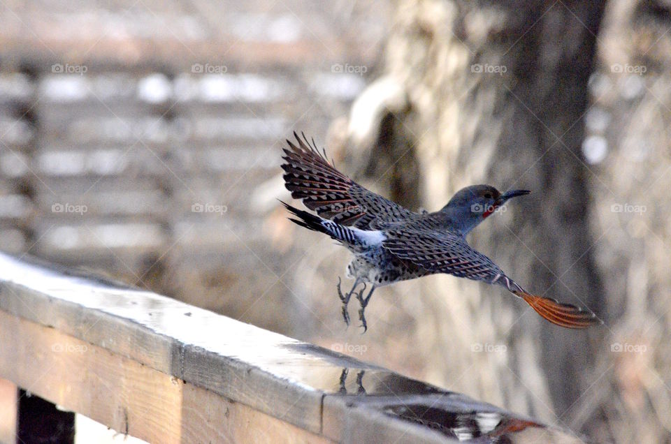 Woodpecker flying
