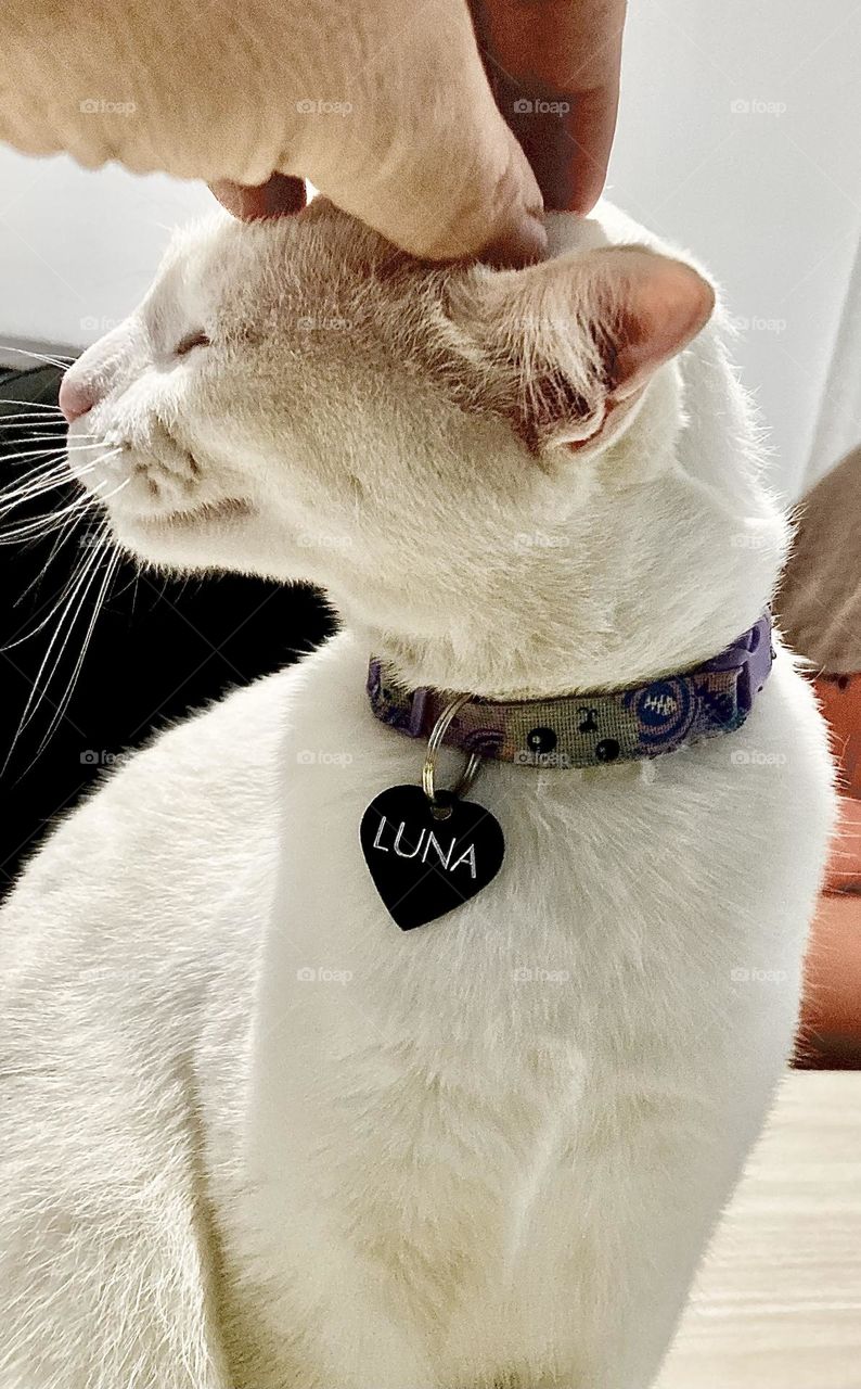 🇺🇸 What a sweet affection!  Luna the cat is "Zen" with this hair on her head. Are you relaxed and happy or not? / 🇧🇷 Que carinho gostoso! A gatinha Luna está “Zen” com esse cafuné na cabeça. Tá relaxada e feliz ou não?