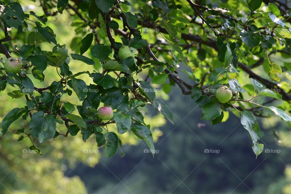 Apple Tree