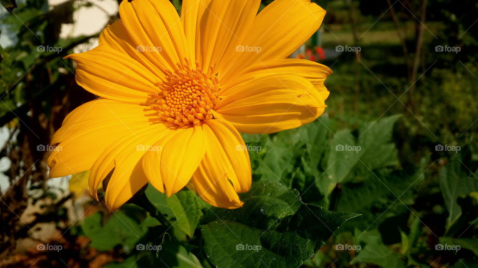 this is one type of sun flower family I like this flowers and grow my garden