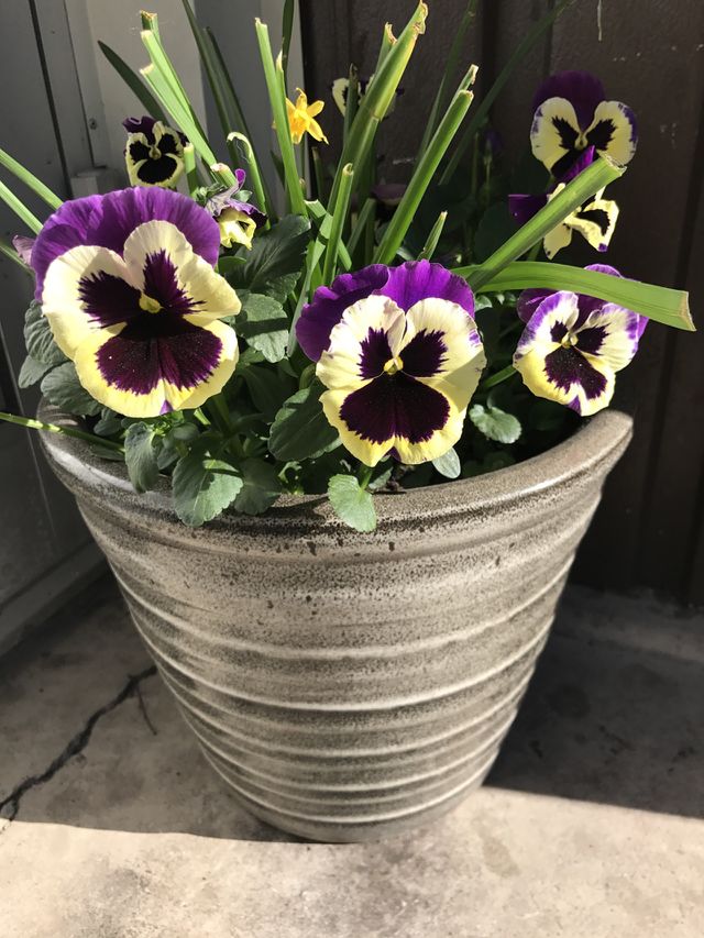 flower