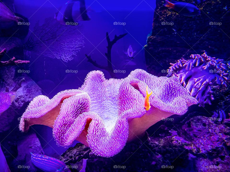 Natural background. Underwater world, corals and colored fish. Violet