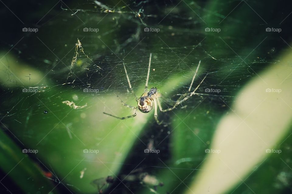 spider