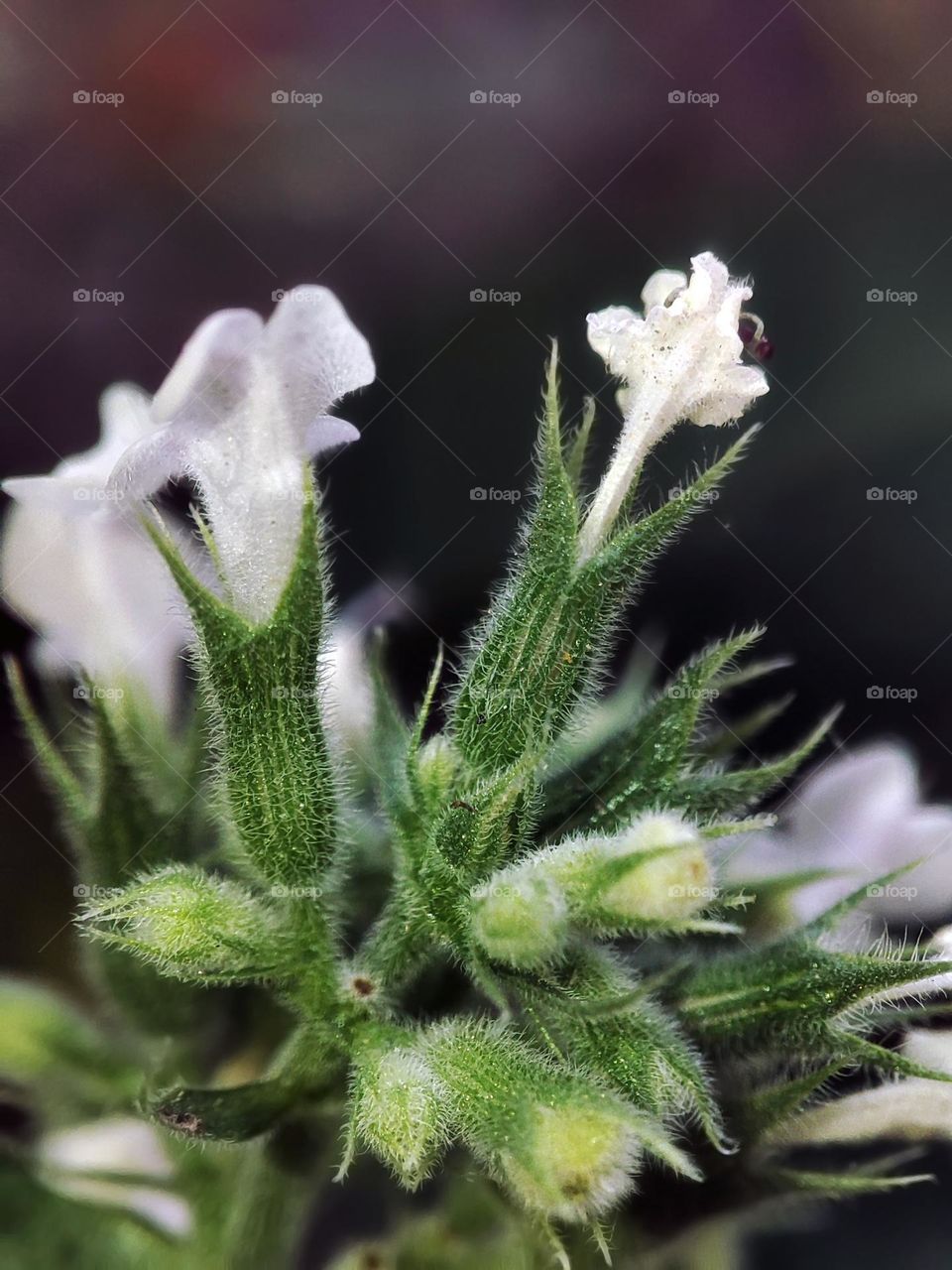 Macro photo of a flower growing in the garden