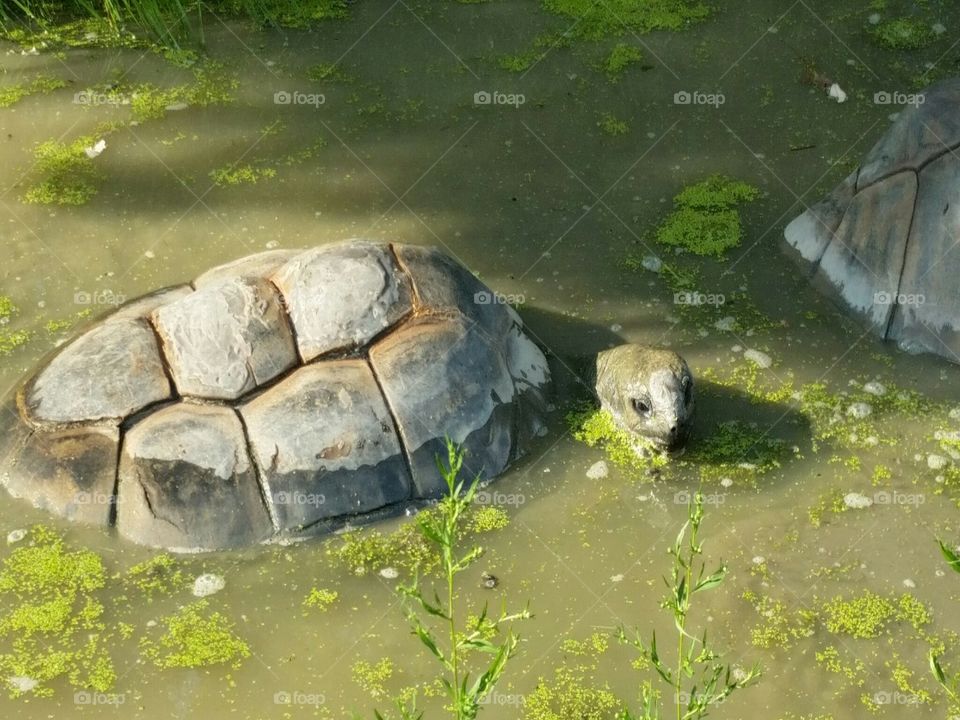 tortoise at the Cleveland Metroparks Zoo