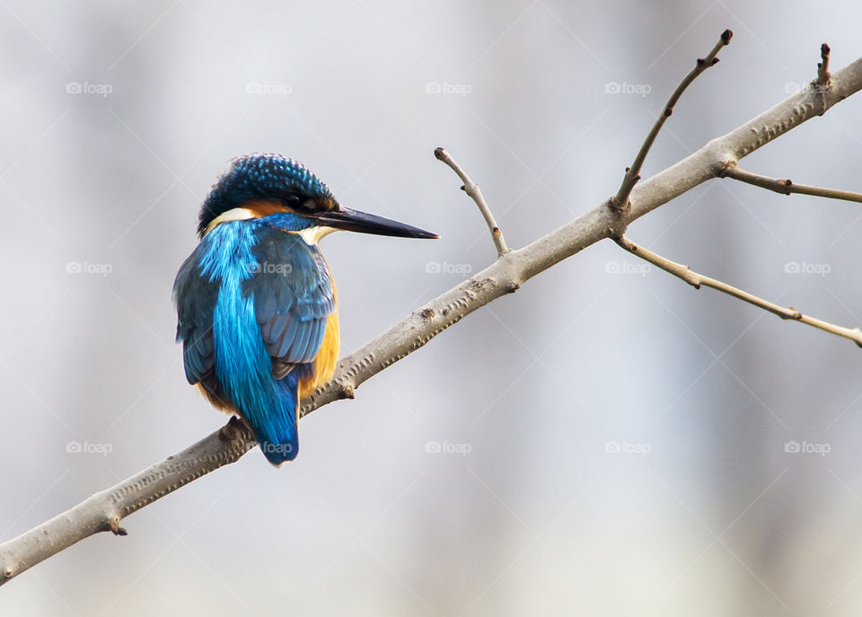 Rear view of kingfisher