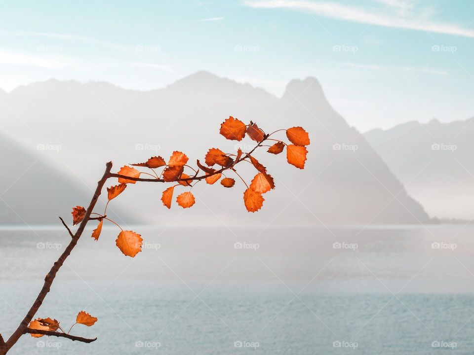 Beautiful red autumn leaves