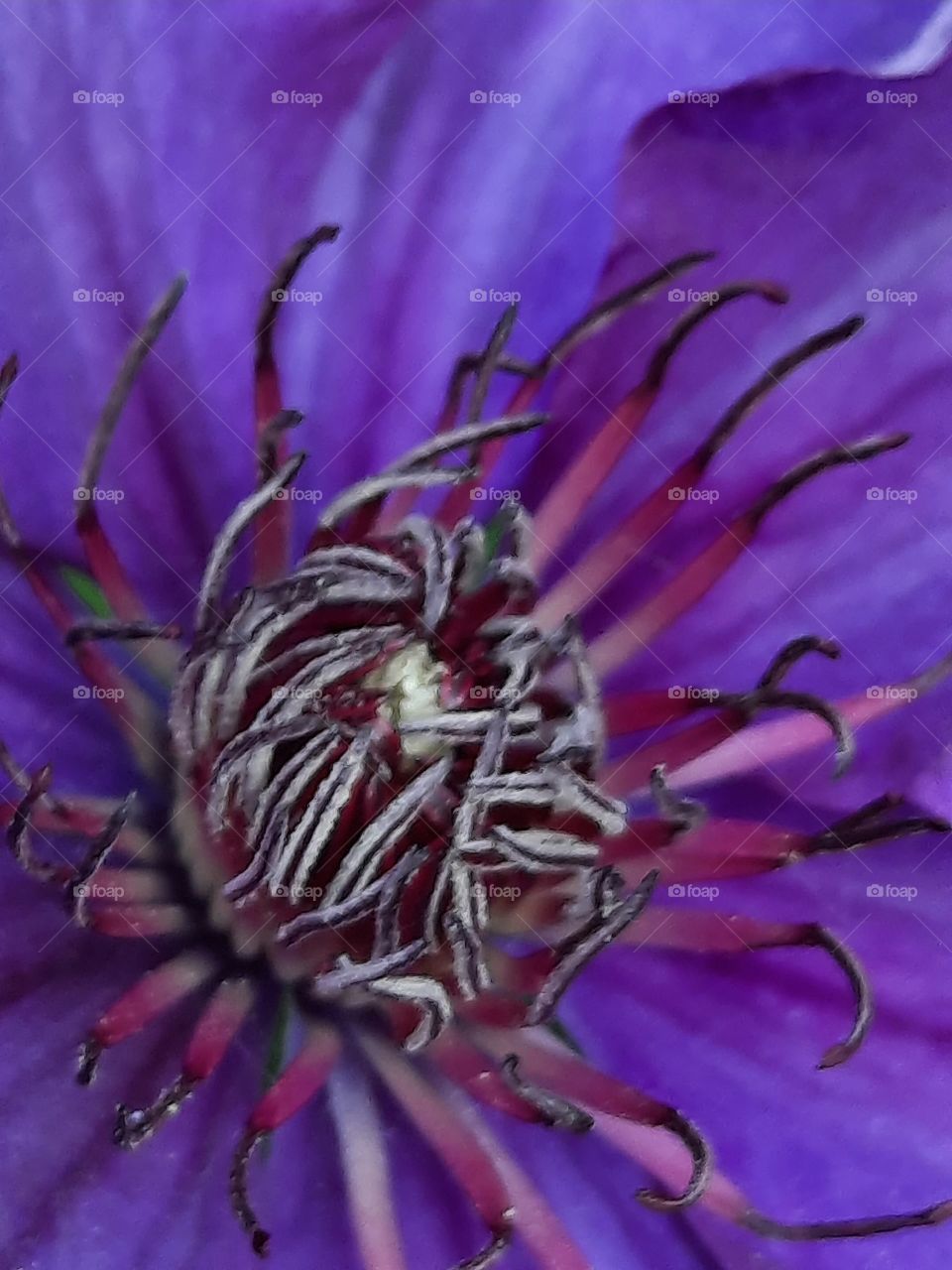 close-up of purple clematis flower