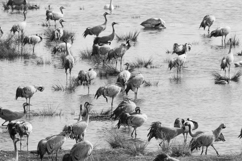 A flock of crane birds in a lake 