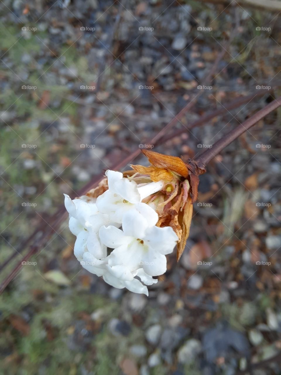 winter garden - early blooming of viburnum in December