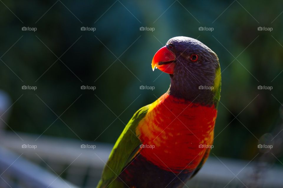 Sunlit Rainbow Lorakeet 