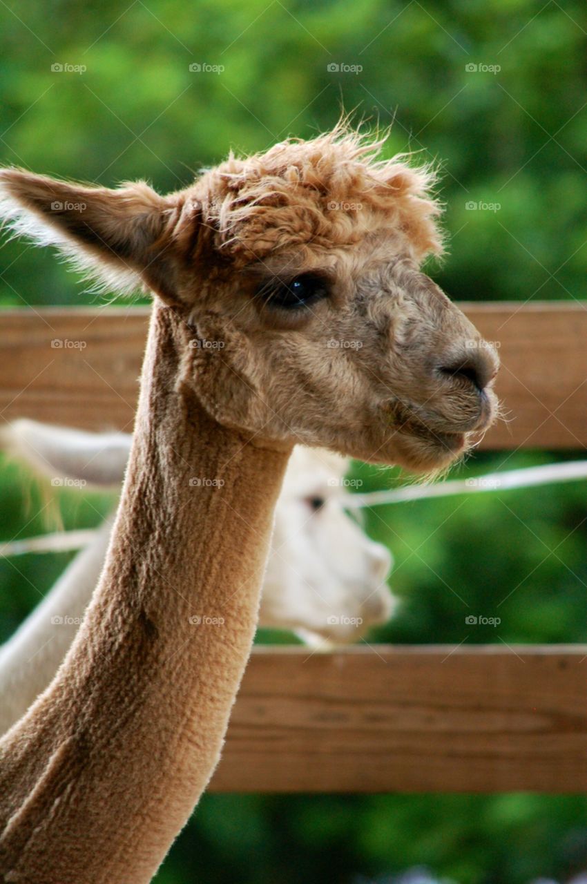 Side view of Alpaca