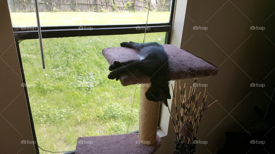 sleeping Hemingway cat