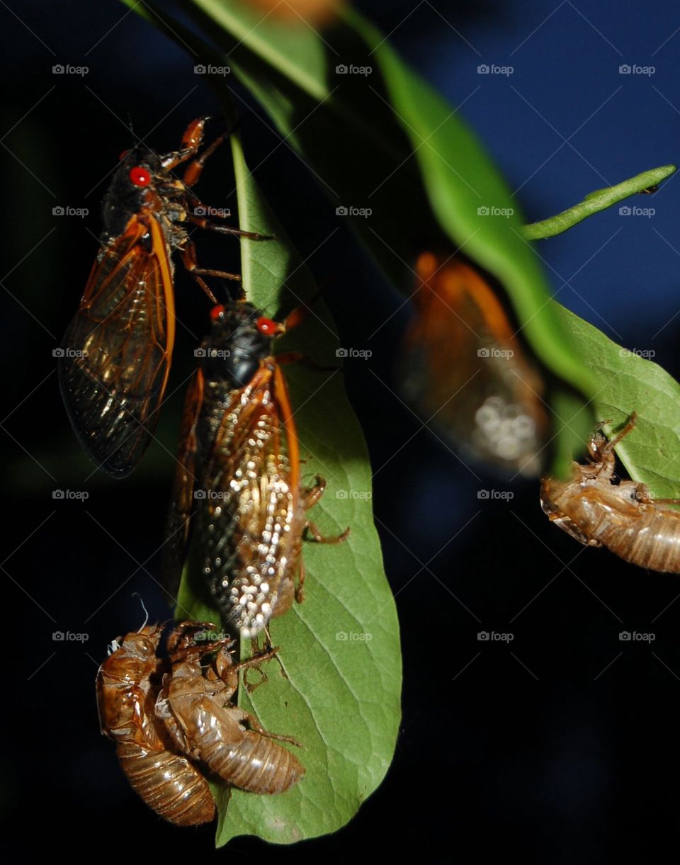 Group of cicadas , molting process , skins left behind .